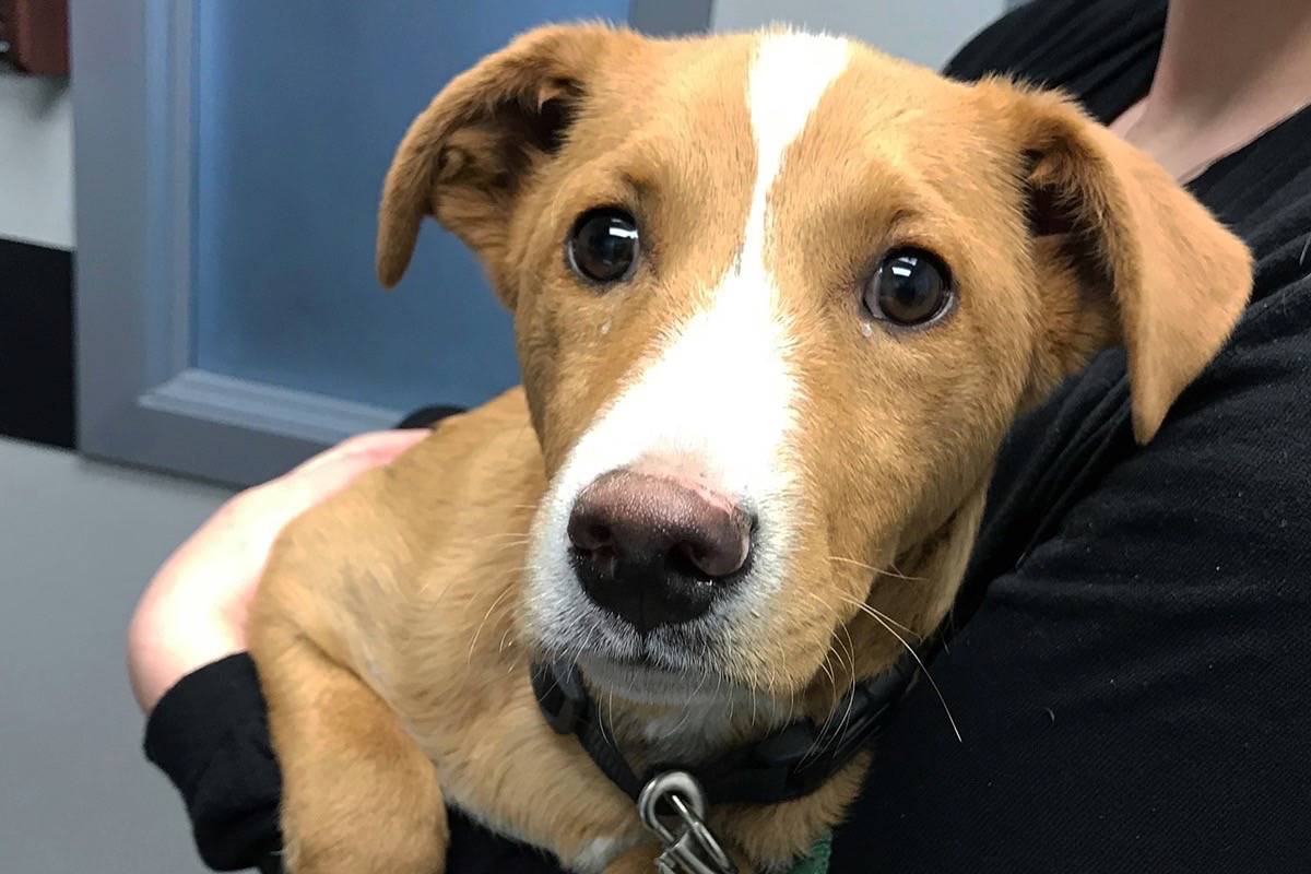 If a bystander sees a dog in distress in a vehicle, the bystander is lawfully allowed to try and rescue the dog. Don’t forget to call officials. (Contributed)