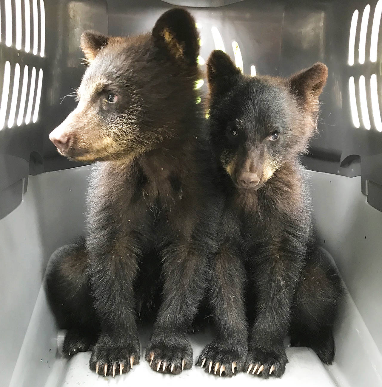 After their mother was hit and killed by a vehicle, a group of locals came together to save these two orphaned black bear cubs. Unfortunately, the cub on the right passed away shortly after being rescued. Photo by Lydia Koot