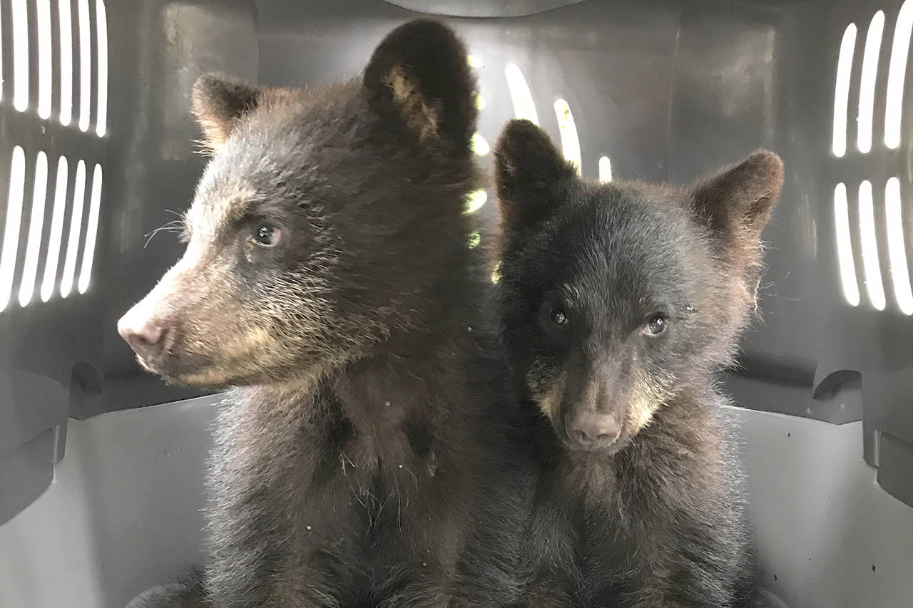 After their mother was hit and killed by a vehicle, a group of locals came together to save these two orphaned black bear cubs. Unfortunately, the cub on the right passed away shortly after being rescued. Photo by Lydia Koot