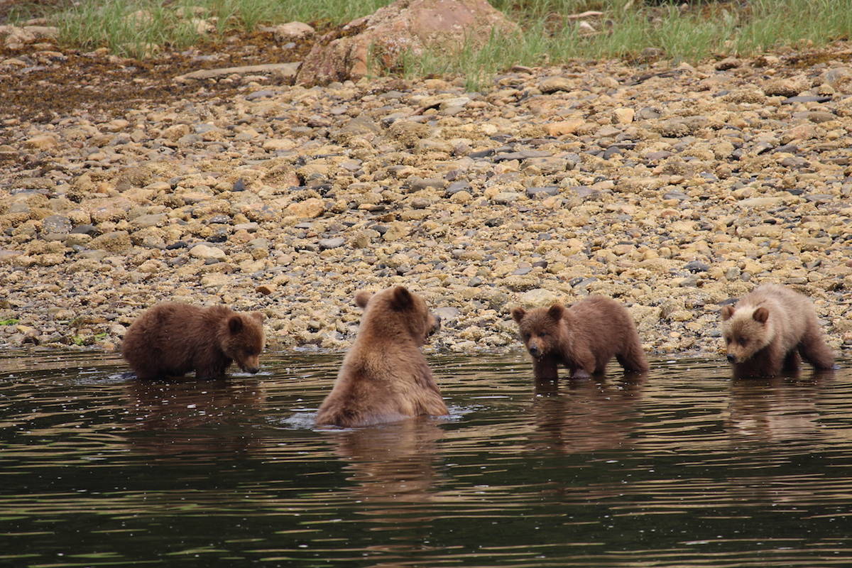 Mama bear, Blondie, gave birth to triplet cubs 1.5 years ago. They are the first healthy and safe trio to survive in Khutzeymateen Grizzly Bear Sanctuary in 13 years, after Blondie’s first set of triplets were killed by a male bear hoping she would go in heat. (Jenna Cocullo / The Northern View)