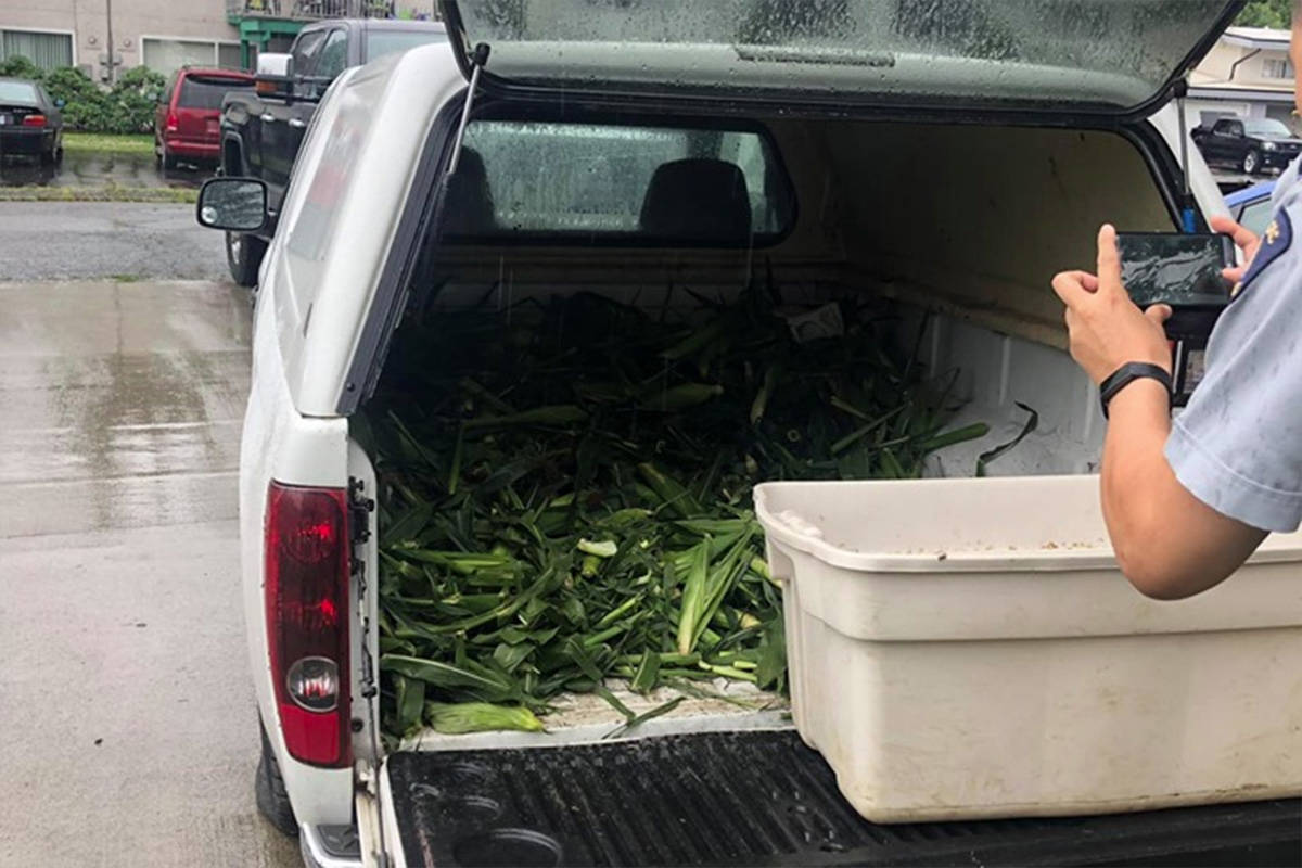 A load of corn allegedly stolen over the weekend from a field from local grower Ian Sparkes in Chilliwack. (Facebook)