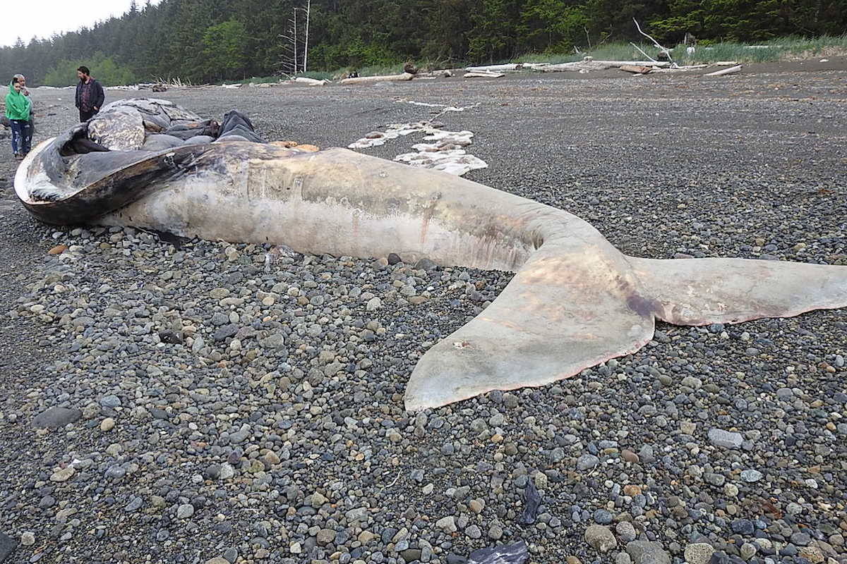 Jaalen Edenshaw with his father Guujaaw and young companion inspecting the grey whale carcass found south of Jungle Beach in May 2019, the third to wash ashore in the span of two weeks (Archie Stocker Sr.).