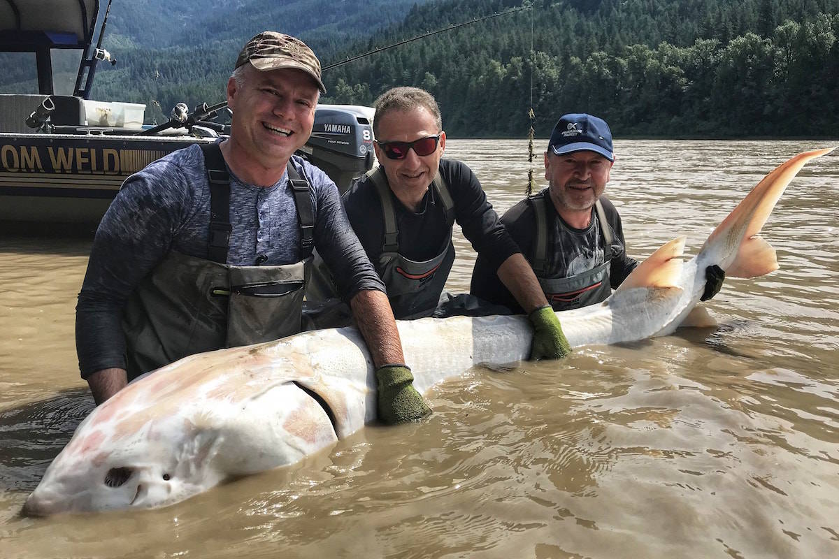 These three fishermen from Ukraine were over the moon to catch this rare albino sturgeon in the Fraser River near Yale (Fraser River Fishing Lodge)