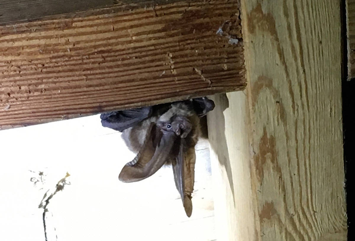 A bat spotted in B.C. by the BC Community Bat Project (BC Community Bat Project/Facebook)