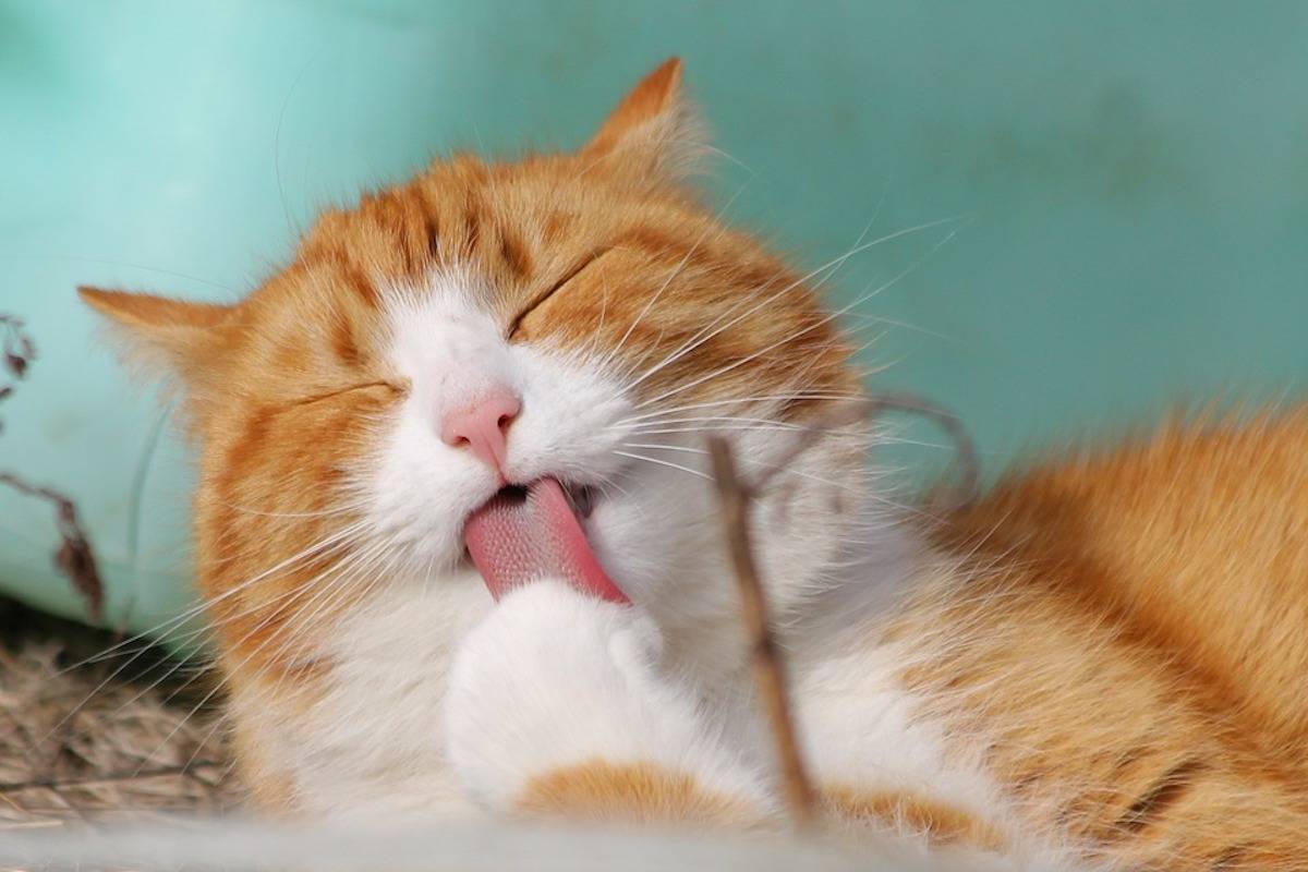 The BC SPCA is offering 50 per cent off adult cat adoption fees from July 27 to Aug. 2. - File photo