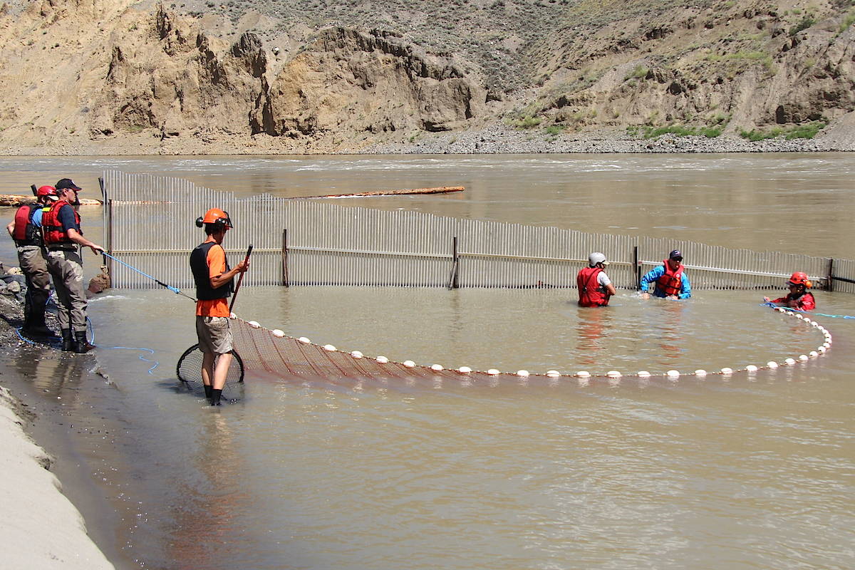 Seining fish near the Big Bar landslide site in order to place them in the holding pond before transport. (Courtesy of Incident Command Post)                                Seining fish near the Big Bar landslide site in order to place them in a holding pond before transport. (Courtesy of Incident Command Post)