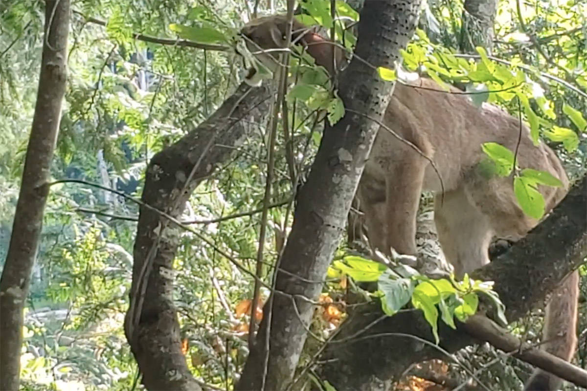 Video captured by Campbell River resident Tracy Bruce shows a cougar overhead at Lost Lake on July 20, 2019.