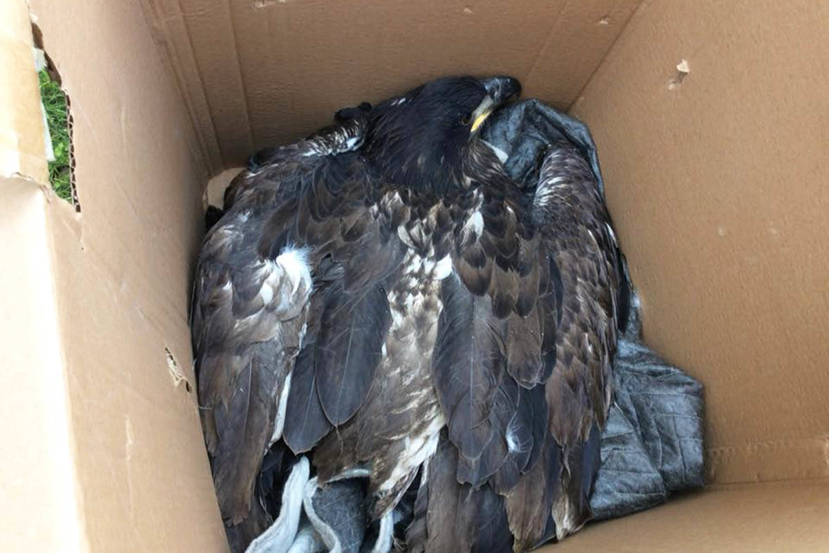 After a branch made a fist-sized hole in the eagle’s wing, the bird was rescued and transported to the BC Wildlife Park in Kamloops. (Photo submitted)
