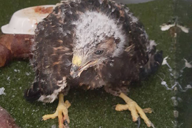 ‘Irresponsible’ people keeping raptors as pets in southern B.C.