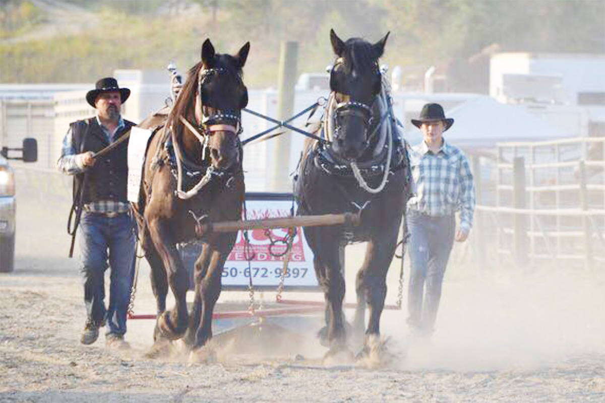 Brad Cameron, left, leads horses Duke and Max with son Ben. Max died from a heart attack after being panicked by a passing driver on a narrow country road July 27, 2019. (Photo submitted)