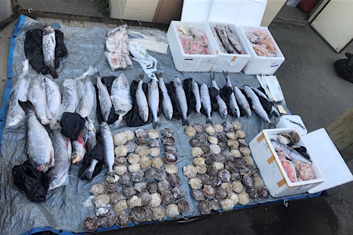 Illegally caught salmon, cod, shellfish and other seafood seized in the Skeena region. (B.C. Conservation Officer Service)