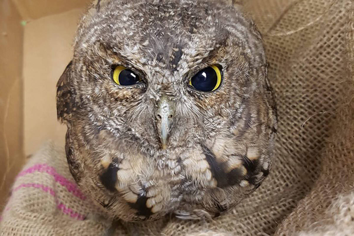 A Western screech owl was brought into MARS with an apparent head injury. Photo by Gyl Anderson/MARS