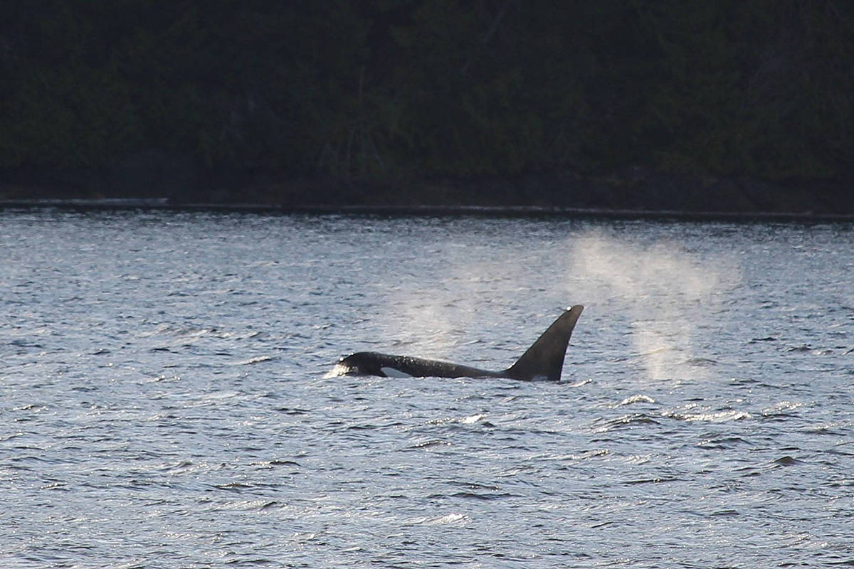A whale frolicks in the waters off B.C. (Black Press file)