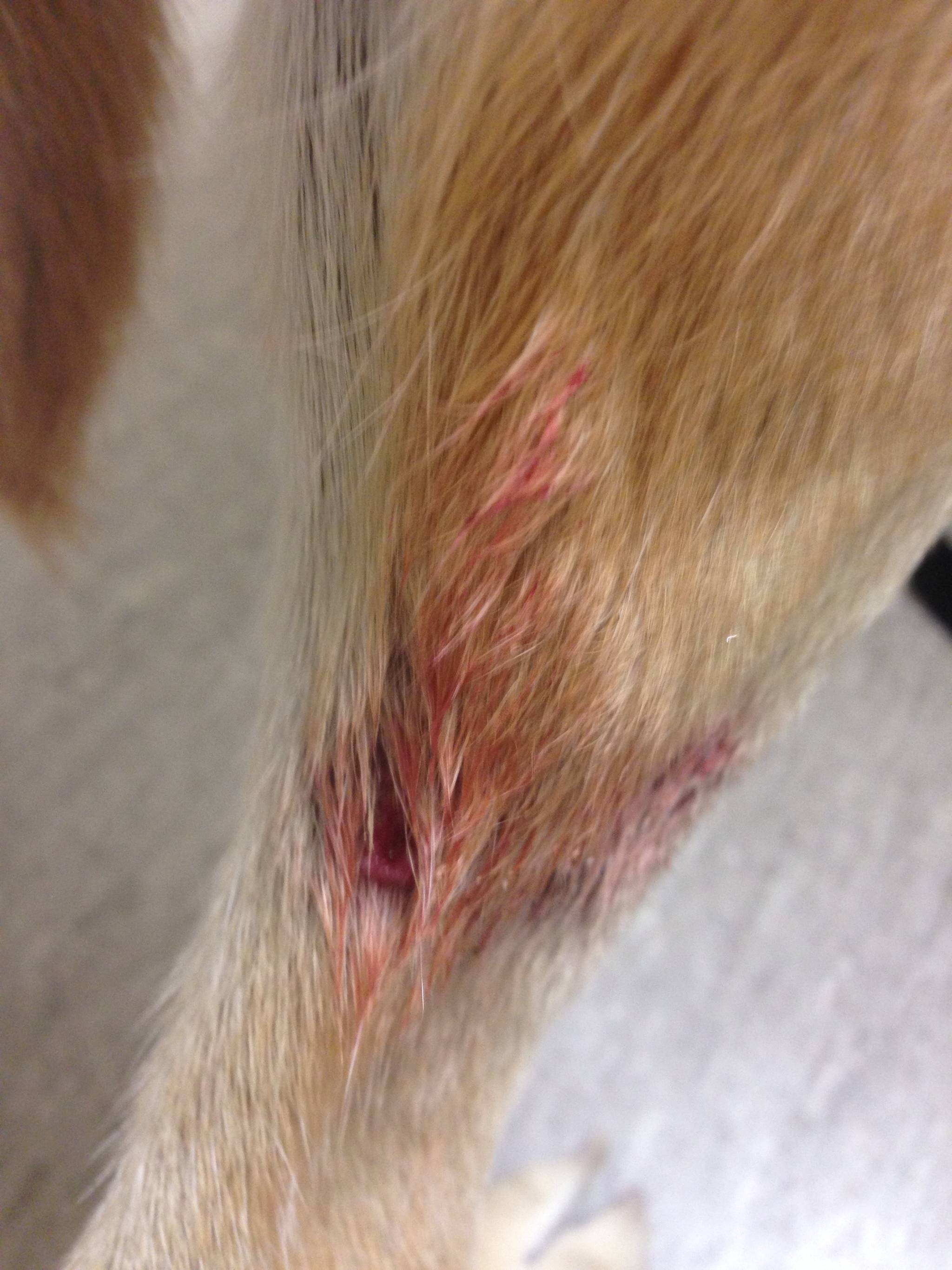 Penny, the 80 lb. lab cross, was allegedly attacked by four river otters while swimming in the Okanagan River Channel the morning of Aug. 23. Here is one of the deeper cuts she suffered after she was pulled under water. (Photo submitted)
