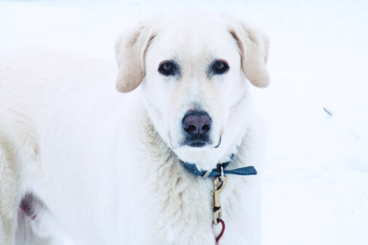 Thor was 11 when he was attacked by a bear. He passed away the next day. – Courtesy of Tanya Lynch