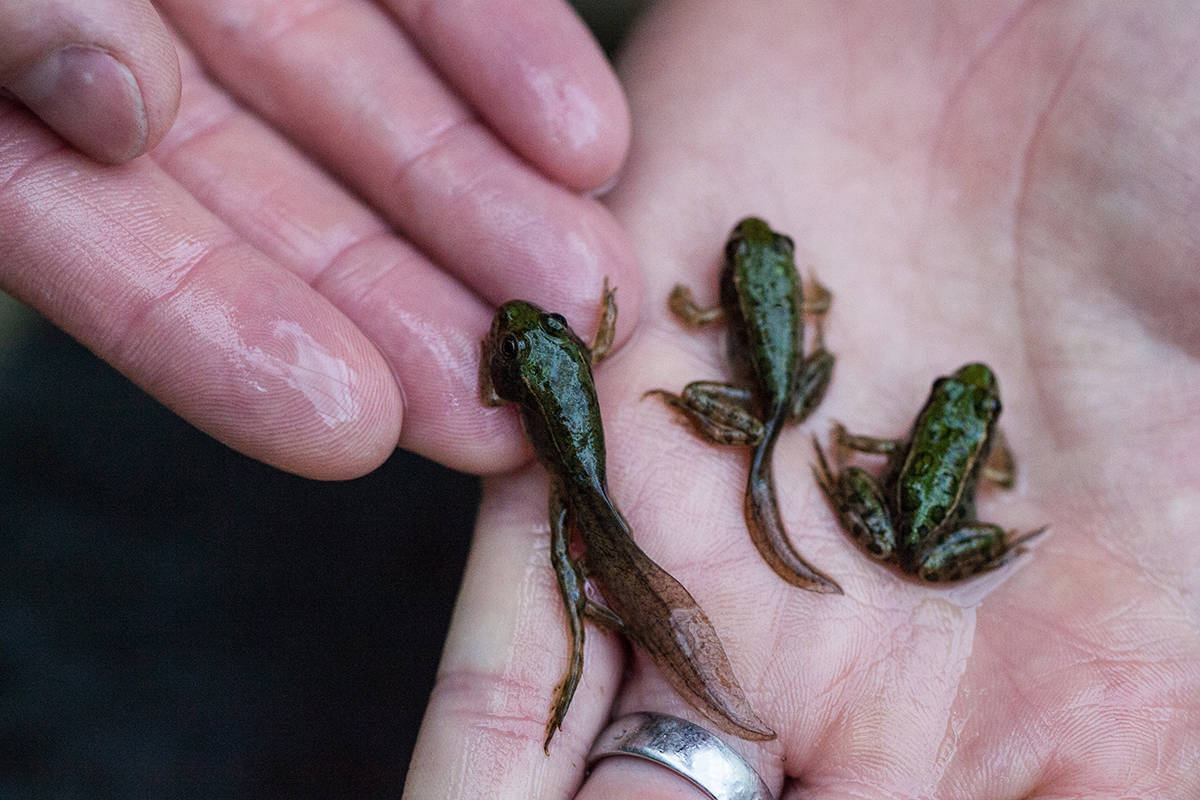 Three Northern Leopard Frogs pictured on an open palm. The Northern Leopard Frog population across much of Western Canada declined sharply in the 1970s. The DFO recently announced annual funding to the province’s Aboriginal Fund for Species at Risk (AFSAR) and the Habitat Stewardship Program for Species at Risk (HSP). (Black Press file photo)
