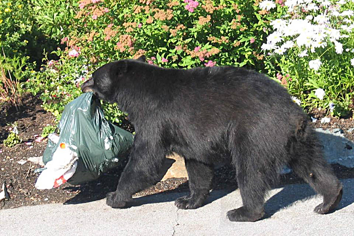 B.C. conservation officers: Don’t leave food out ahead of bears’ foraging season