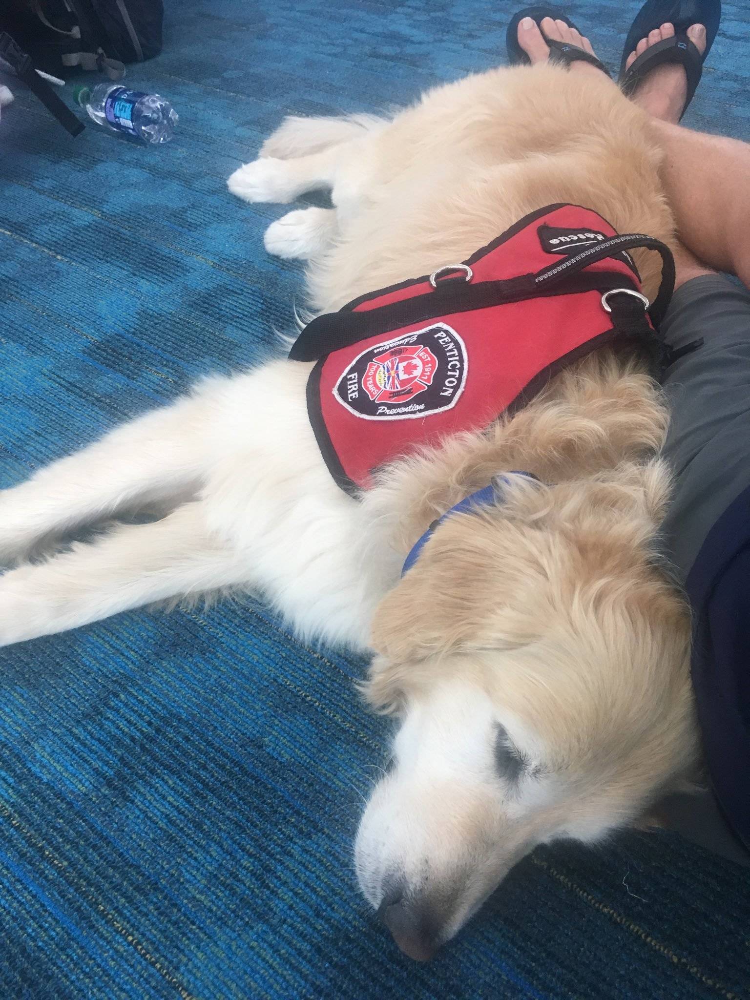 Penticton Fire Chief Larry Watkinson’s disaster dog Sammy takes a well-deserved rest at the Nassau Airport on New Providence. Both Watkinson and Sammy spent nearly one week searching for survivors after Hurricane Dorian ravaged the Bahamas. (Photo by Penticton Fire Department)