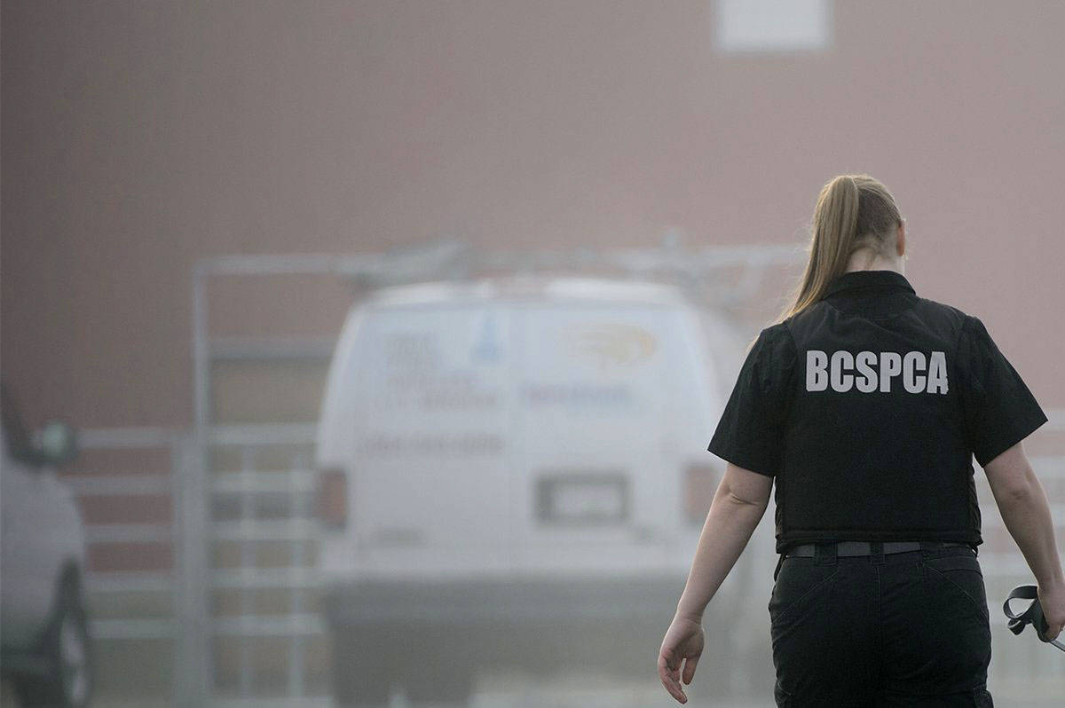 BC SPCA members are investigating after three adult dogs were found dead in a ditch in Prince George, each suffering from gunshot wounds to their heads. (BC SPCA photo)
