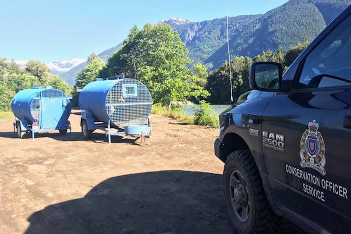 FILE – The B.C. Conservation Officer Service made the decision to relocate two grizzly bears that had been frequenting urban areas around Bella Coola for the past few weeks. (Submitted/Black Press Media)