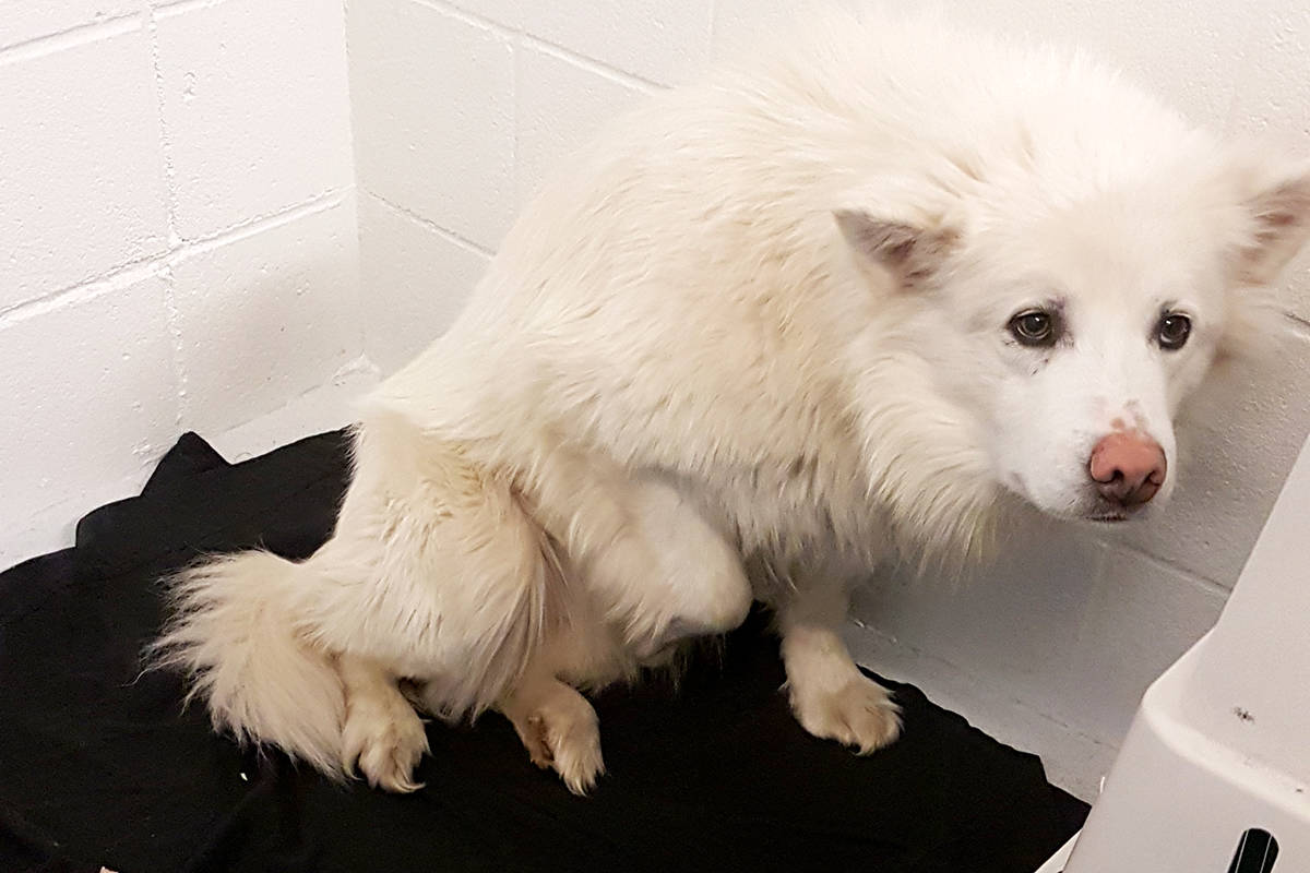 The BCSPCA has confirmed that 35 adult dogs seized from Terry Baker north of Williams Lake in 2018 were eventually euthanized because they did not respond to behaviour modification and remained terrified of humans and their surroundings. Photo submitted