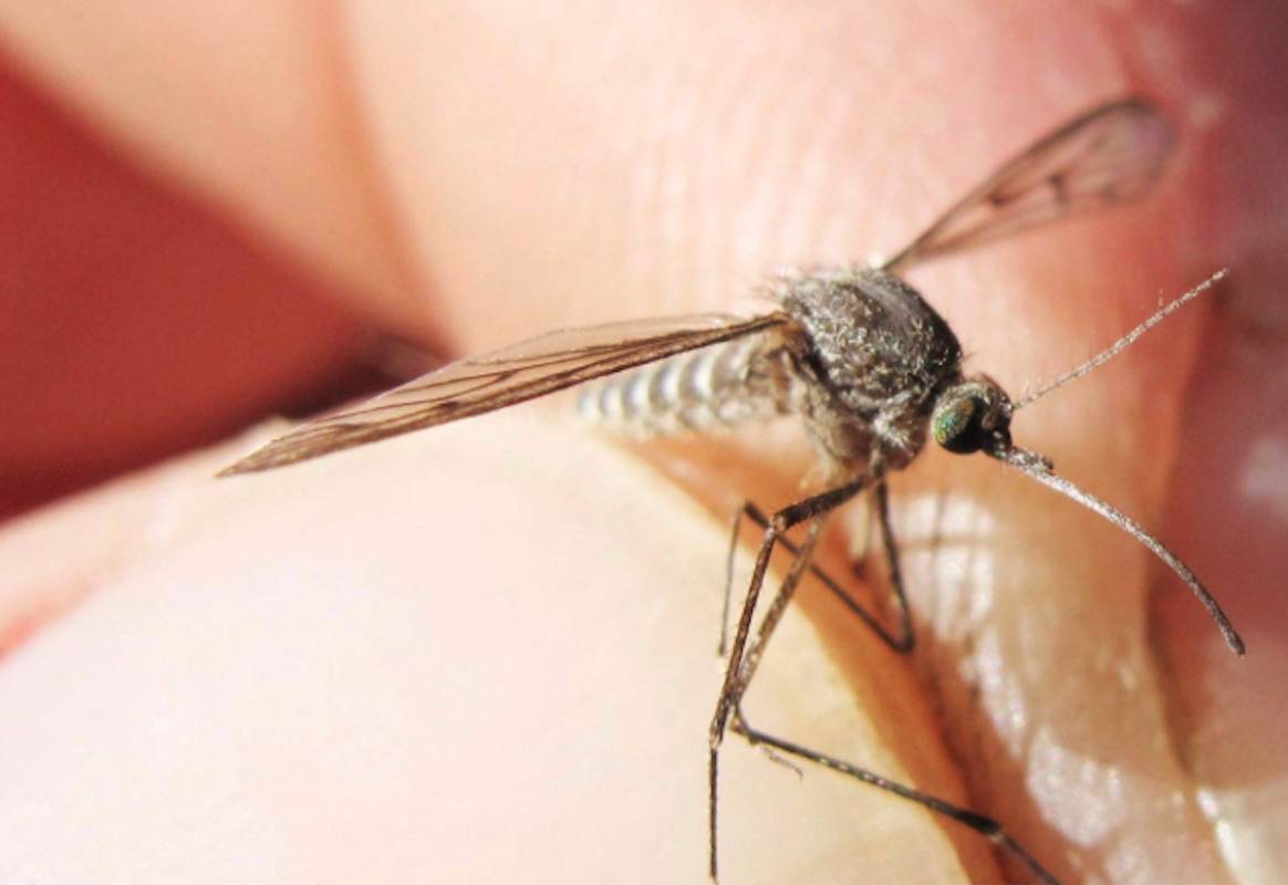 Human case of West Nile virus reported on Vancouver Island