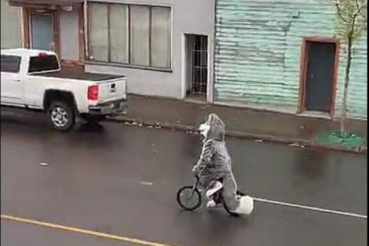 Someone wearing the costume for the Prince George Humane Society’s husky mascot Chance is seen cycling downtown after the suit went missing from the back of the charity’s van around Sept. 12, 2019. (PG Humane Society/Facebook photo)