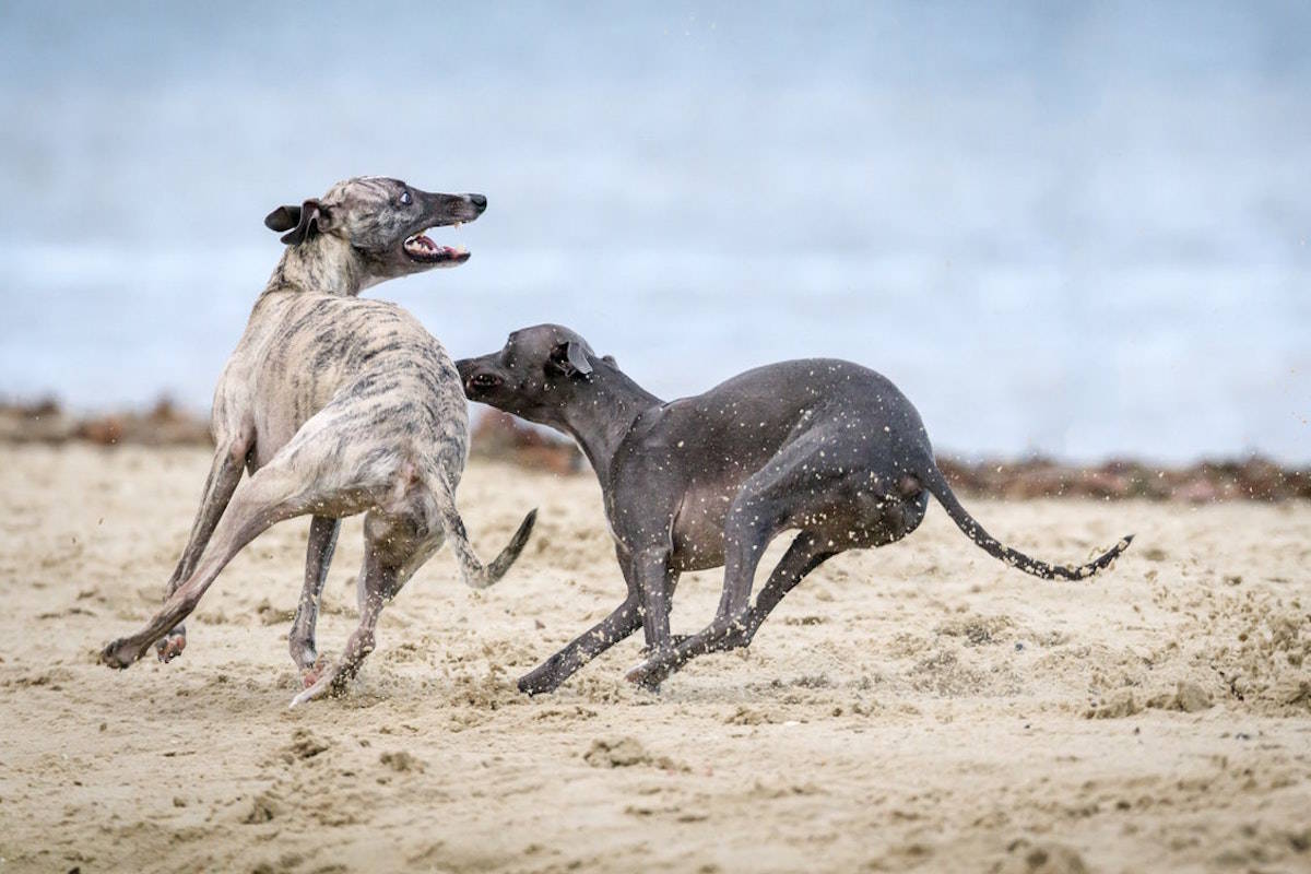 COLUMN: Leash your dog so I don’t have to leash my kids