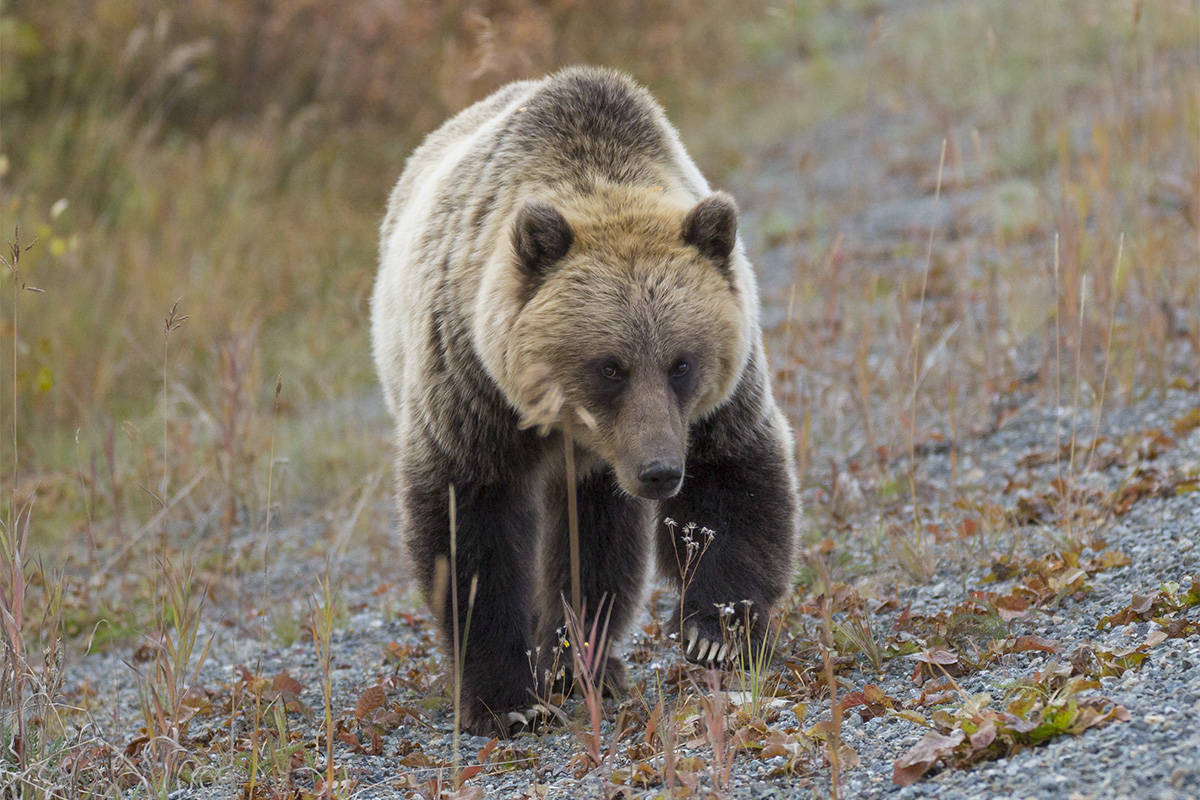 Grizzly bear found shot near Terrace