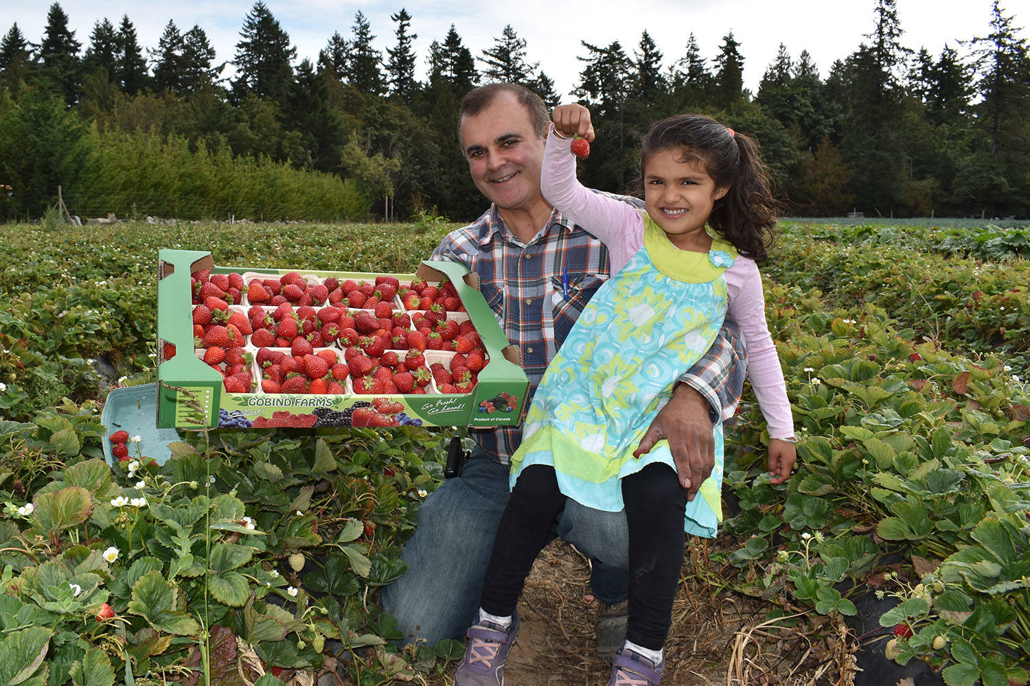 Satnam Dheensaw, whose family owns Gobind Farms in Central Saanich, here seen with his four-year-old daughter Simria, says 2019 has been a bumper year for strawberries. (Wolf Depner/News Staff)