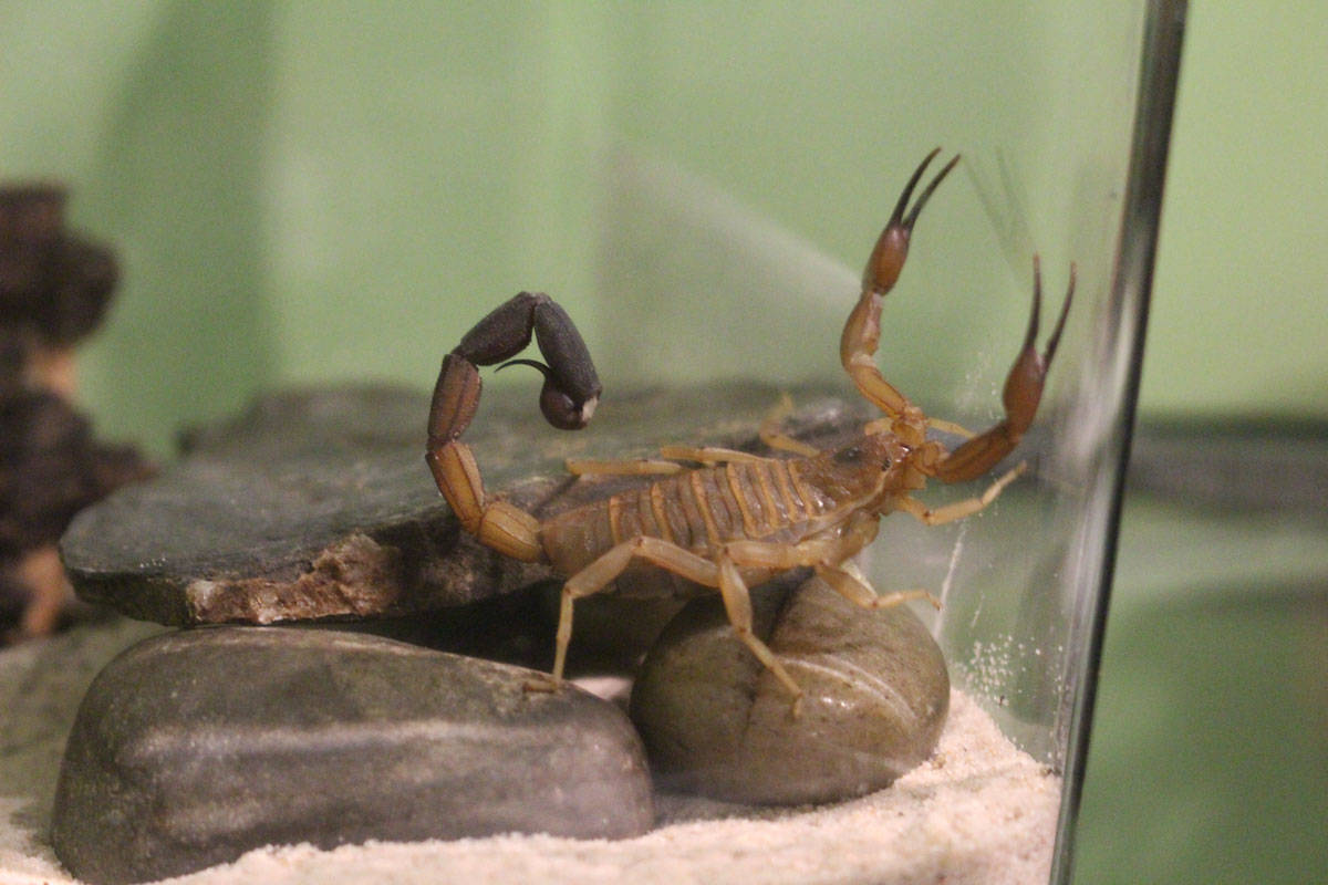 Fun-seekers hunting neon scorpions in the Arizona desert