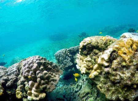 Hawaii coral show signs of stress amid record-setting heat
