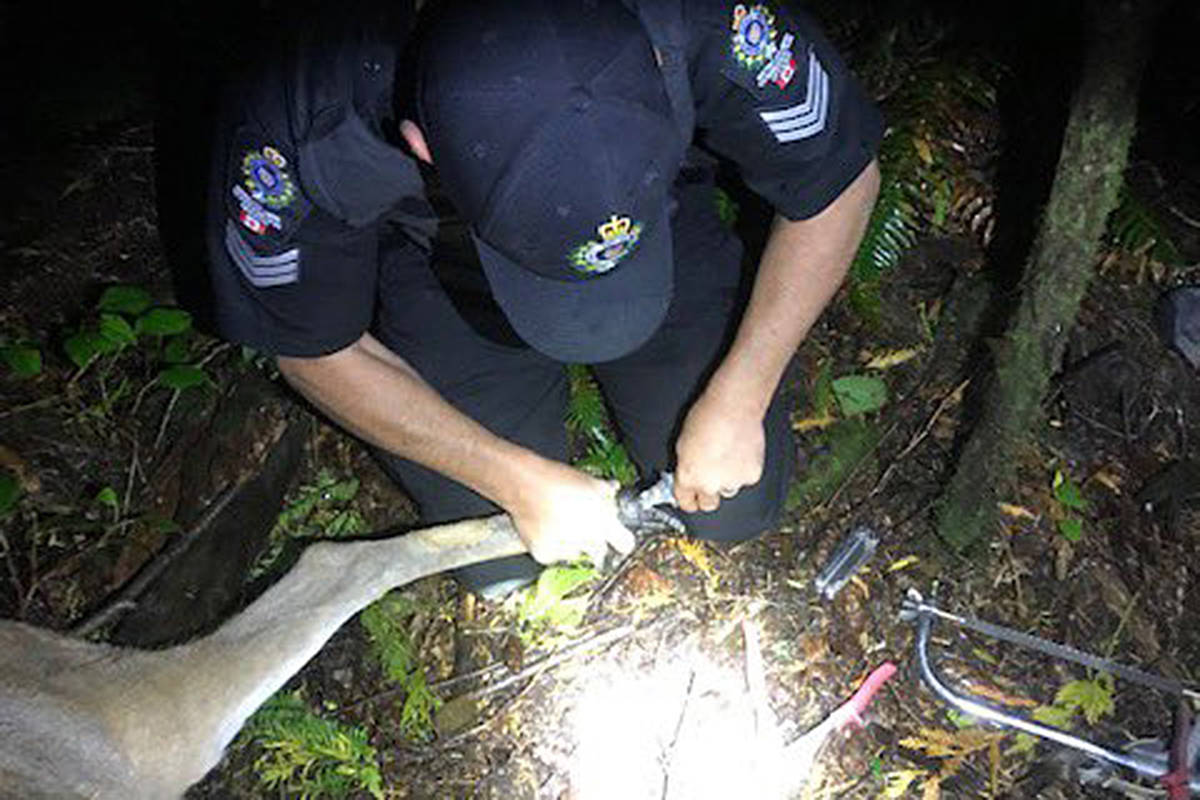 Sgt. Mike Newton of the BC Conservation Officer Service removes a gerry can plastic cap from the ankle of a black tailed deer Thursday. BC Conservation Officer Service photo