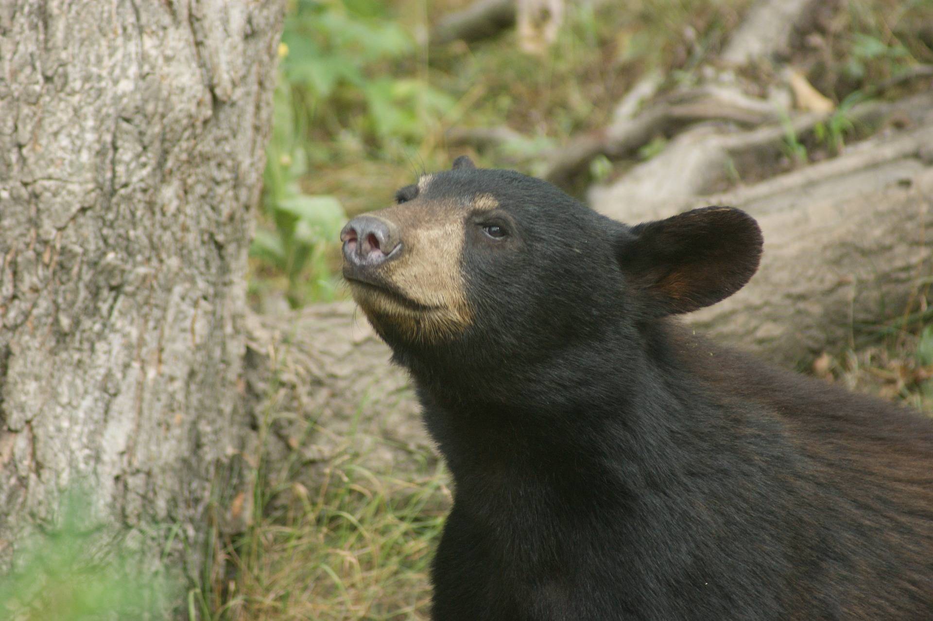 A bear spotted in the Canadian woods. (Black Press Media file photo)