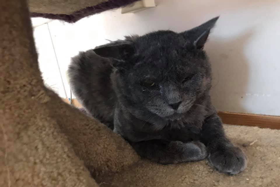 (Okanagan Humane Society)