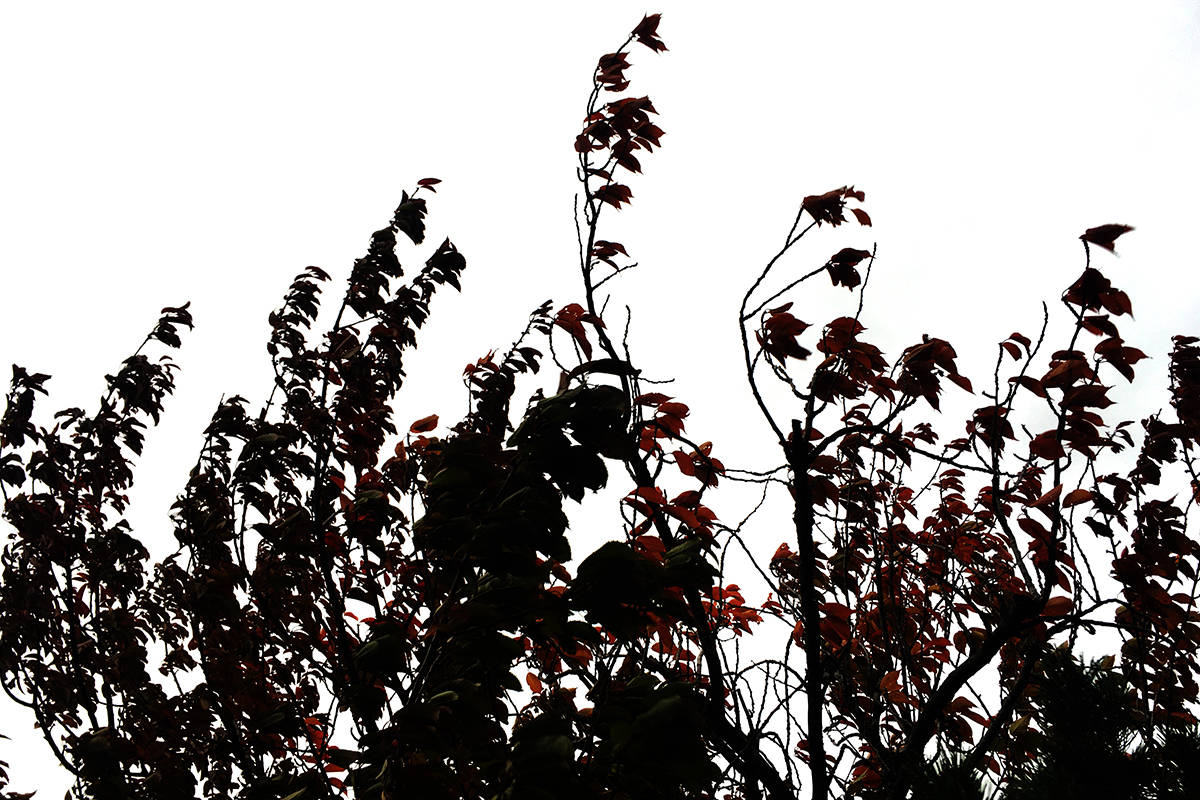 A wind warning has been issued for the Campbell River area. Photo by Marissa Tiel/ Campbell River Mirror