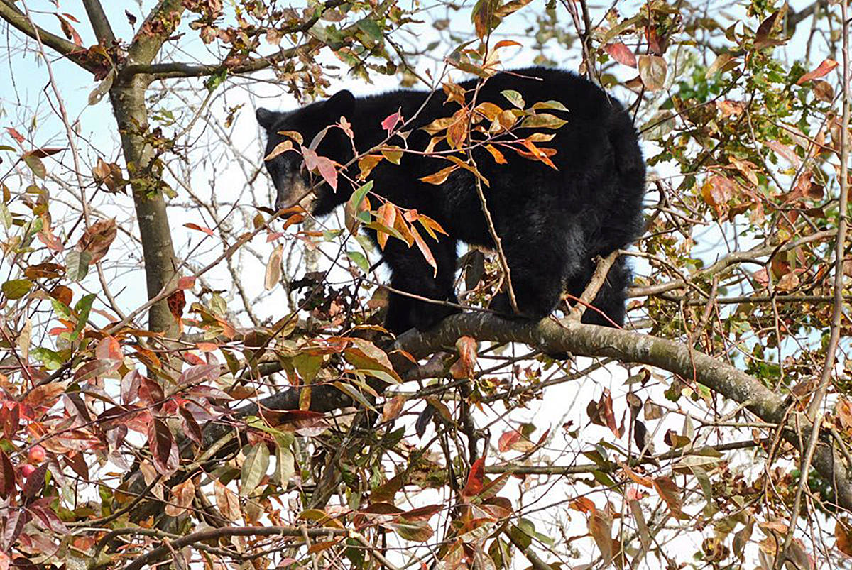 The bear was up in a tree eating crab apples on a branch overhanging 132nd Avenue in Maple Ridge. (Ross Davies, KEEPS)