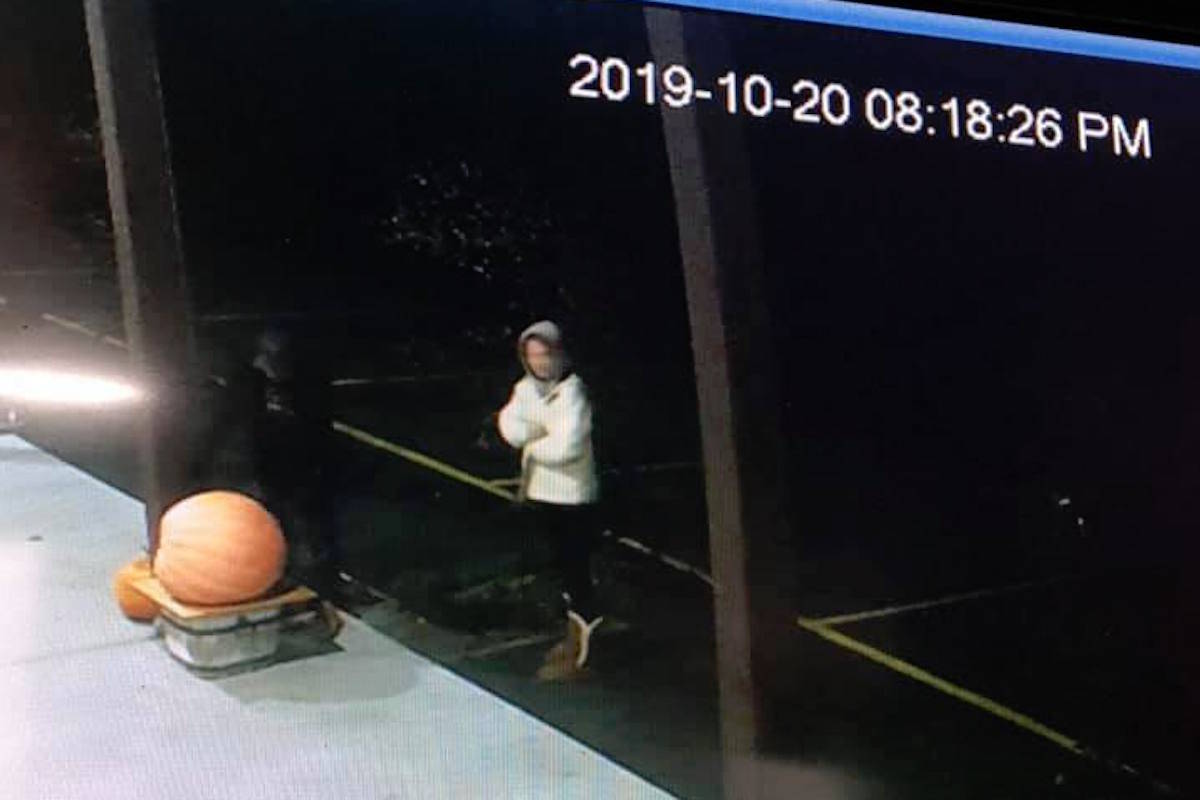 Security footage from Oliver’s Sunview Market show a man and a woman stealing the store’s 100 lb pumpkin on Oct. 20 at approximately 8:20 p.m. The store is asking residents to be on the lookout for either individuals or the pumpkin. (Photo from Facebook)