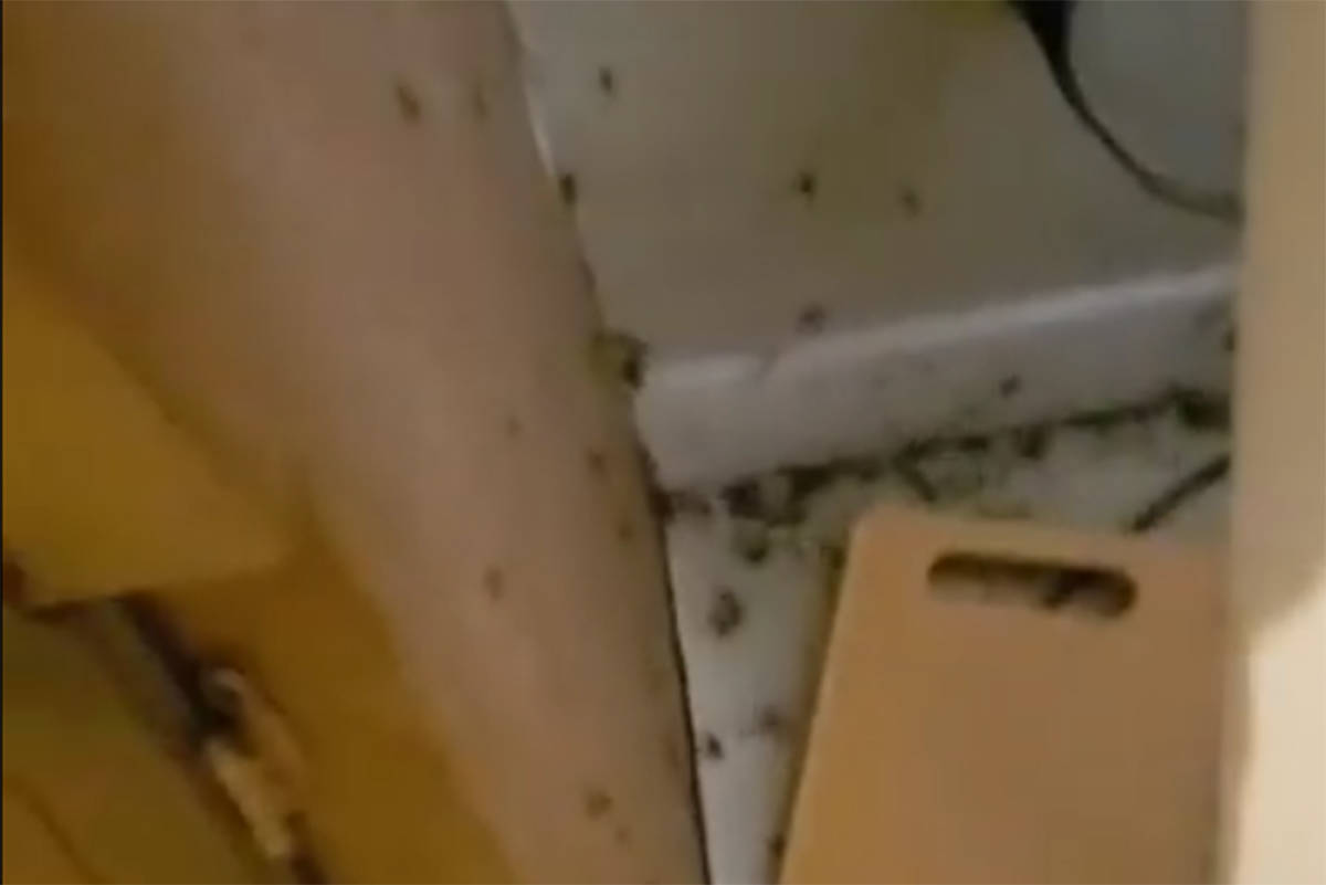 A screen grab from a video a Chilliwack man took of hundreds of cockroaches behind a refrigerator of an apartment he was about to rent. (YouTube)