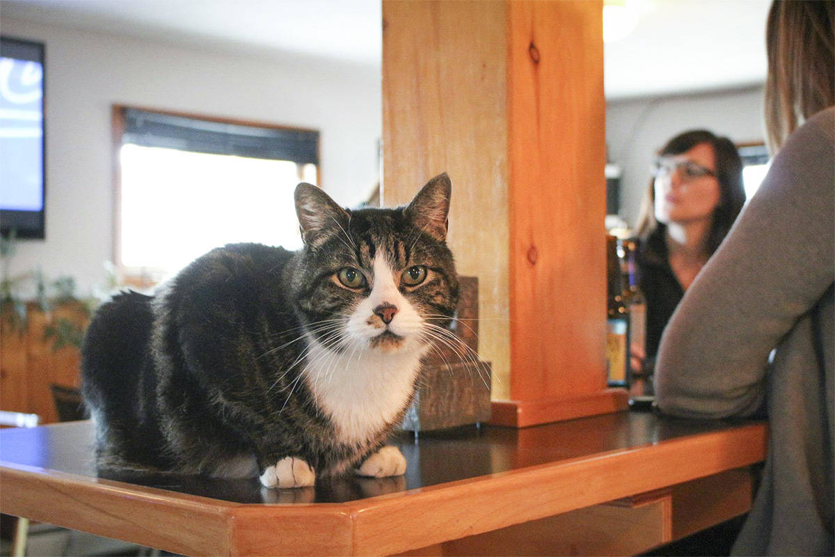 Bob the cat at the Atlin, B.C. recreation centre. (Sophie Villeneuve/Submitted)