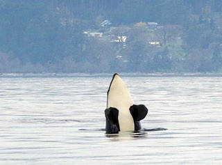 This killer whale seems to be posing for the camera. A group of about 40 whales were spotted in the waters near Race Rocks on Monday. (Paul Pudwell/Sooke Whale Watching)