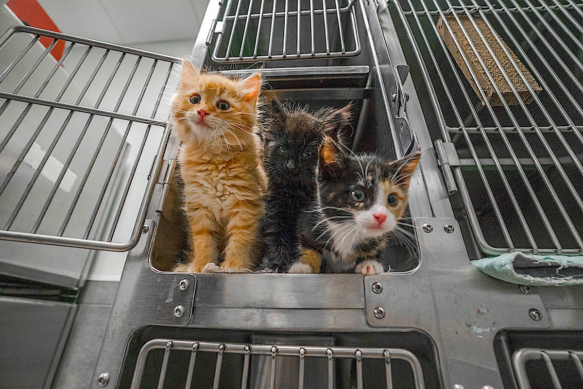 Cats, kittens, dogs, puppies and guinea pigs will be available for 50 per cent off on Nov. 9 (Black Press File Photo)