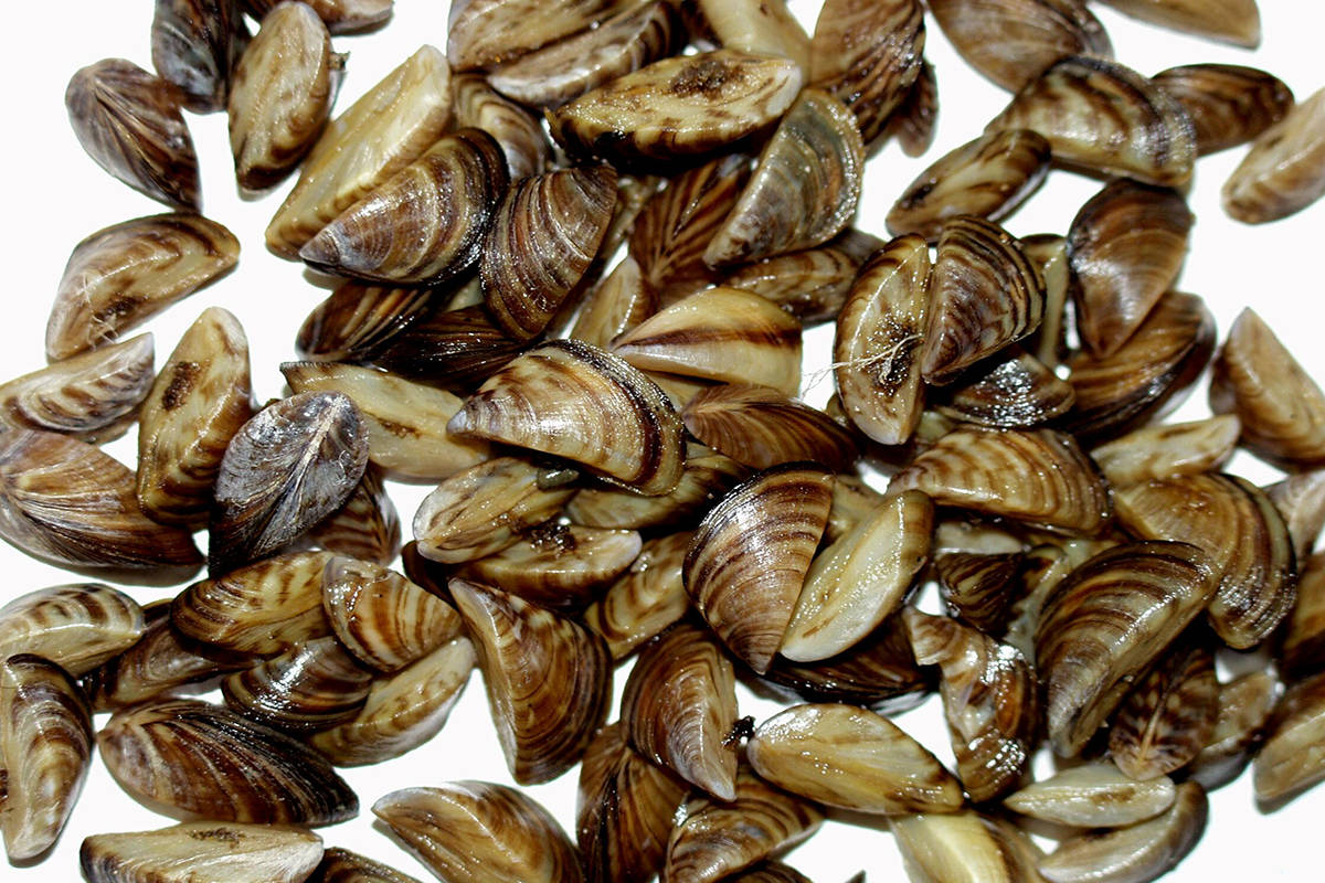 Zebra mussel shell cluster. (File photo)