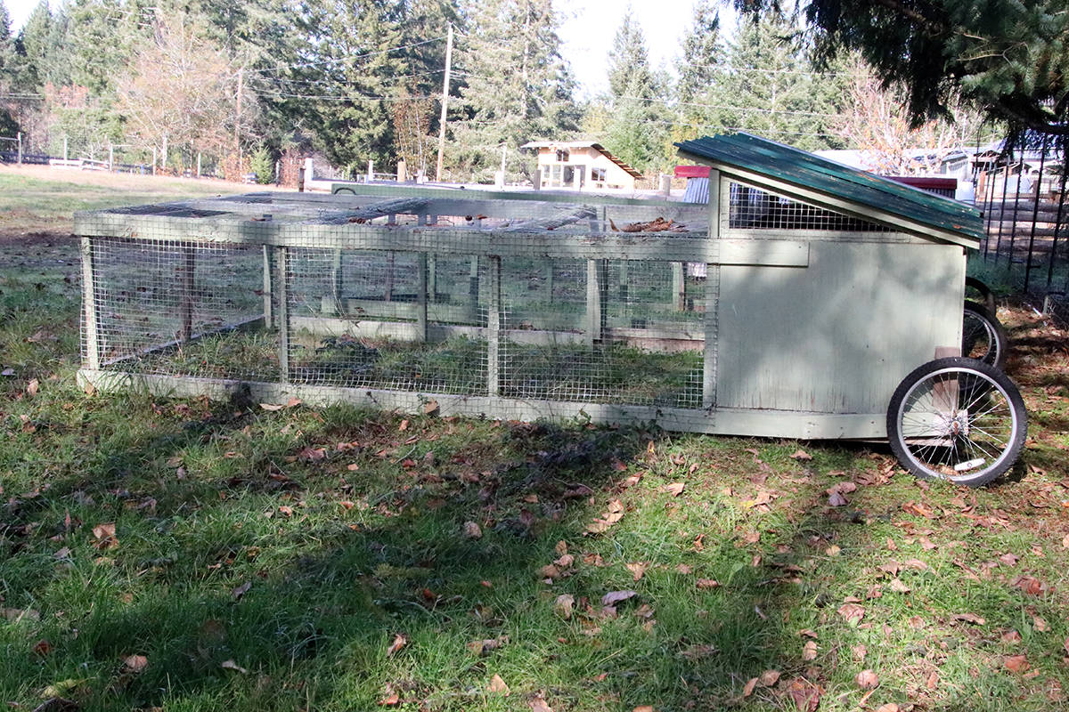These ‘chicken tractors’ are like a mobile home for the heritage birds Rylands raises during the summer. (Lexi Bainas/Citizen)