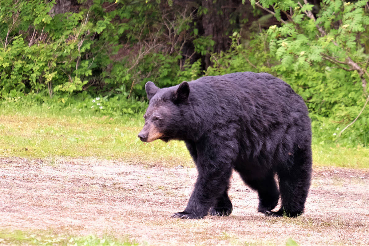 Blue River Safari has been fined $35,000 for baiting bears — the largest fine amount ever delivered in a B.C. court for attracting dangerous wildlife. The fine delivered on Nov. 25 is a precedent-setting case for British Columbia Conservation Officer Services. Photo by Bruce Warrington