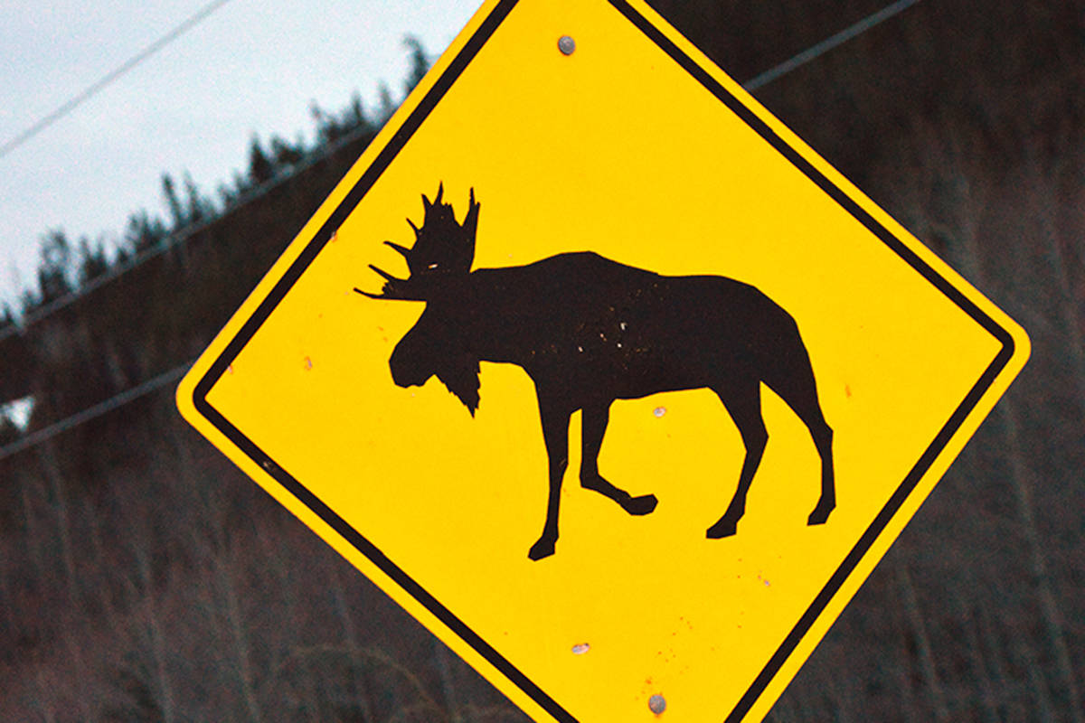 Man who hit moose on northern highway wins battle with ICBC