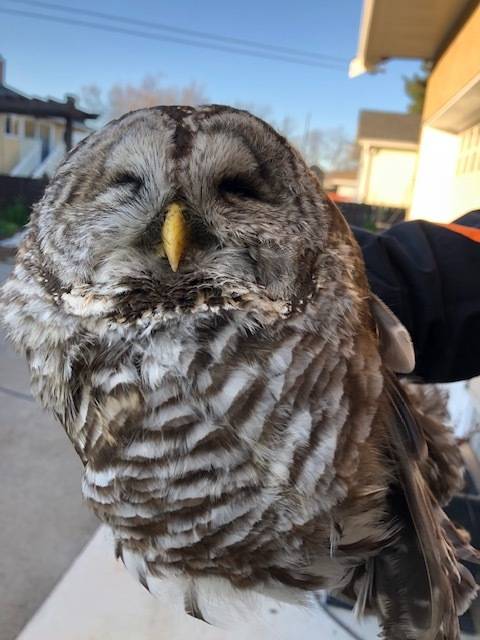 Saanich owl found dead, neighbours request an autopsy