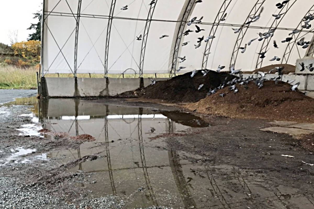 A photo taken by Ministry of Environment inspectors on Nov. 22, 2018. The photo shows manure runoff on the south side of the storage facility. Ministry of Environment.