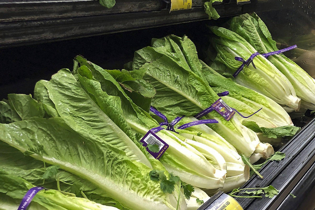 This Nov. 20, 2018 file photo shows romaine lettuce in Simi Valley, Calif. Canadian health officials are warning consumers to avoid romaine lettuce grown in Salinas, Calif., because of another food poisoning outbreak.THE CANADIAN PRESS/AP/Mark J. Terrill, File