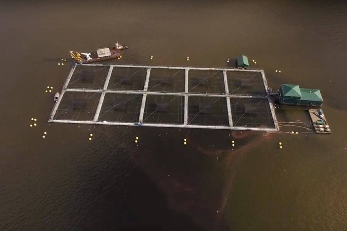This Nov. 2019 aerial photo of Cermaq’s Binns fish farm shows the harmful algae bloom occurring. (Clayoquot Action photo)